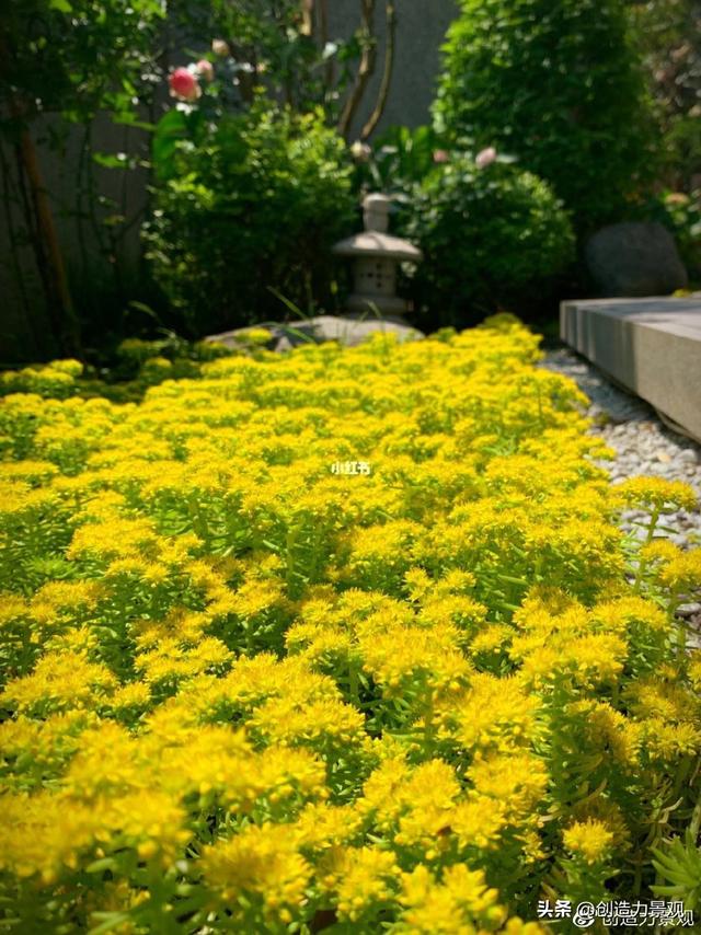 超漂亮的地被植物——佛甲草，春夏花园怎么能少得了它呢