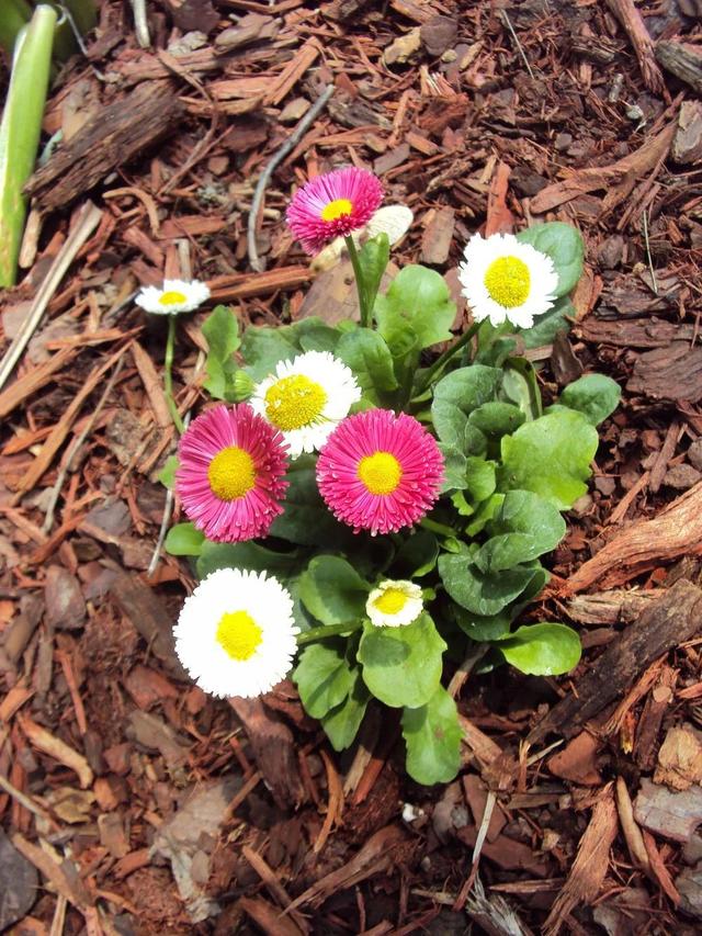 美丽而脆弱的盆栽雏菊，花朵迷人，花期长，但夏天炎热就会挂