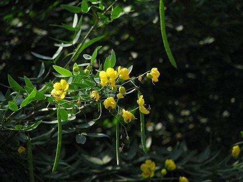 中药里常见的决明子，泡泡水埋盆里，长成树苗开黄花真好看