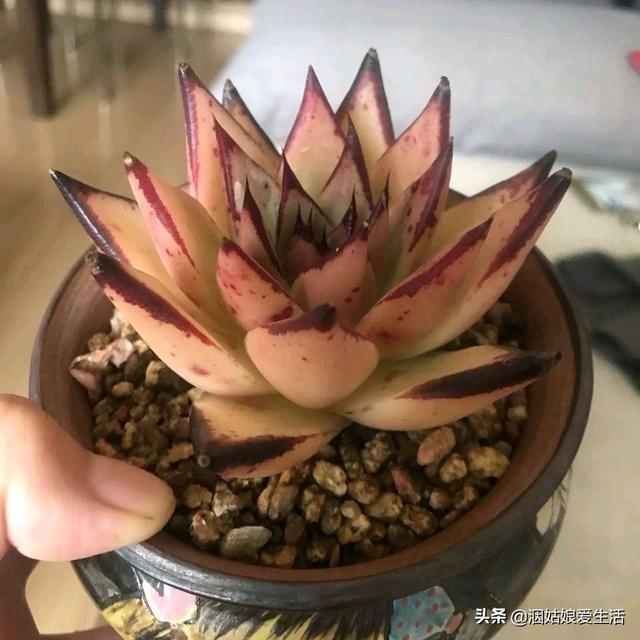 多肉植物的养殖方法和注意事项