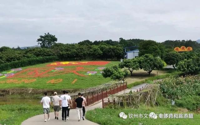 北部湾花卉小镇的草莓熟啦！“冬天的第一颗草莓”你吃了嘛？