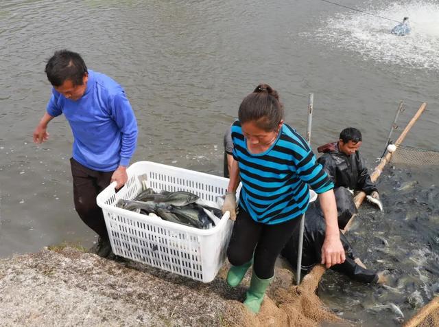 鲈鱼、鸭嘴鲟、中华鲟…兴文这23个鱼塘占地500亩，常年存塘量70万斤