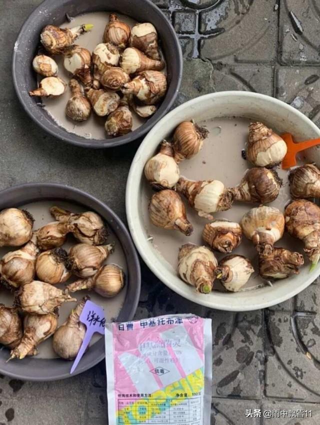 盆栽洋水仙，3个步骤要牢记，栽植3年都开花，花色艳丽香味浓