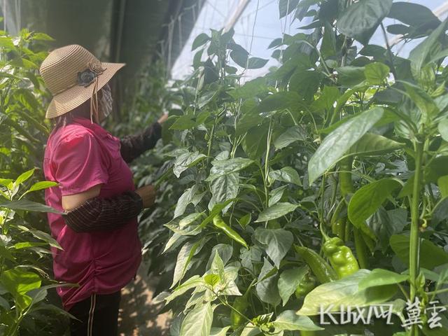 张家口万全区：种植养殖专业合作社助力乡村振兴