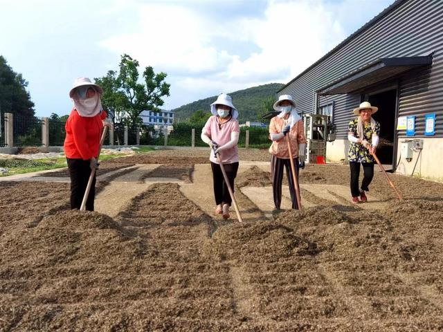 大悟县彭店乡：山里一片艾叶，共富一方乡邻