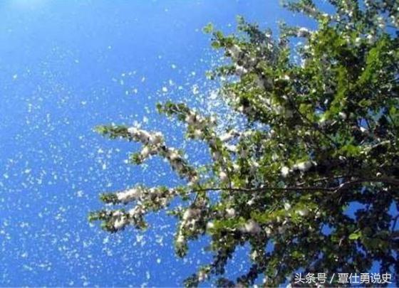 冷空气袭来，棉衣上身，说说我国古代棉花种植业的漫长发展史