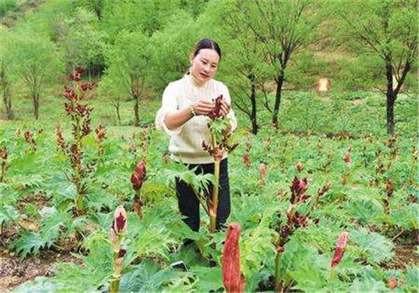 农村中草药，大黄的栽培技术，你需要会的技术，看完涨知识了