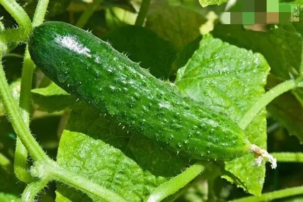 六月份天气太热，不能种植蔬菜吗？哪些蔬菜适合现在种植？