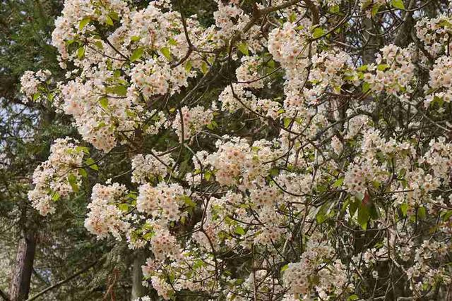 广西西林县：千亩油桐花惹人醉