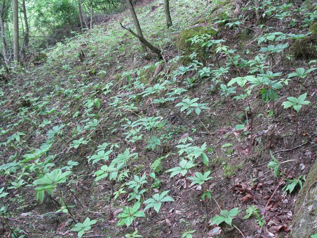 七叶一枝花（重楼）的种植方法