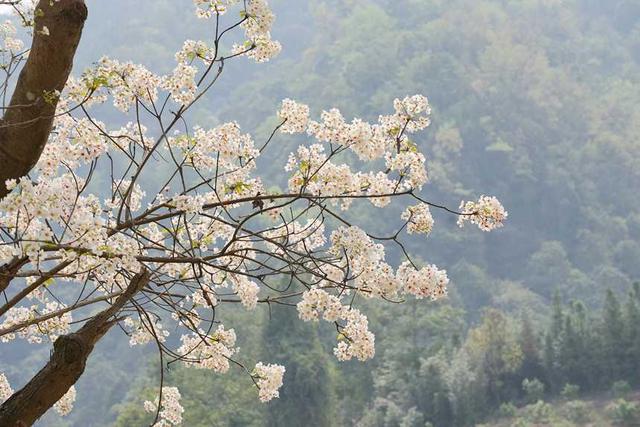 广西西林县：千亩油桐花惹人醉