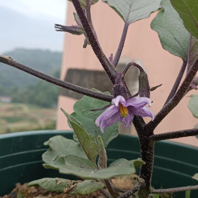 茄子这样整枝打岔，后期能结8茬果，产量翻3倍