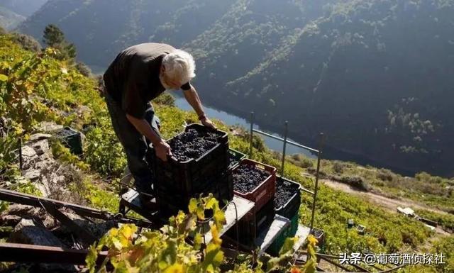 收藏 I 史上最全葡萄酒酿造过程详解