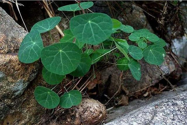 长在农村的野生植物，以前当柴烧，现在很少见了，能卖百元一斤