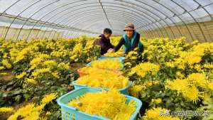 药菊花种植收益怎么样(每亩经济效益2万以上，亳菊是40种大宗药材之一，它具有哪些优势)