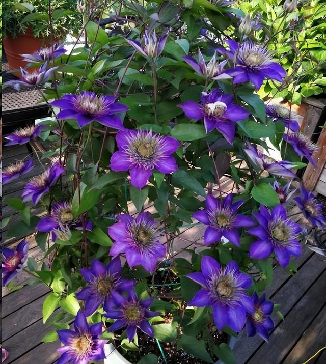 打造有格调的庭院花园，老花匠常养6种花，开花性好，高级感满满