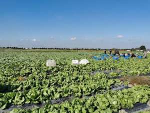 球生菜种植基地(亩产2吨、占领上海市场80%沪上最大结球生菜基地开始采收)