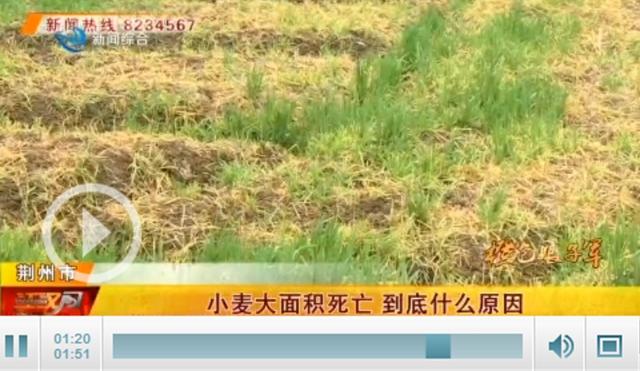 日本坚持700年烧山，为何我国却禁止？多省麦苗枯死是“反噬”？