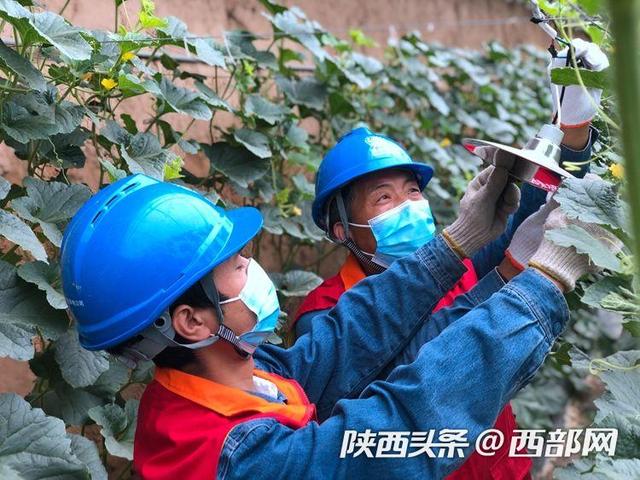 视频丨脆甜甜瓜怎么种？国网西安供电阎良公司全过程服务甜瓜产业