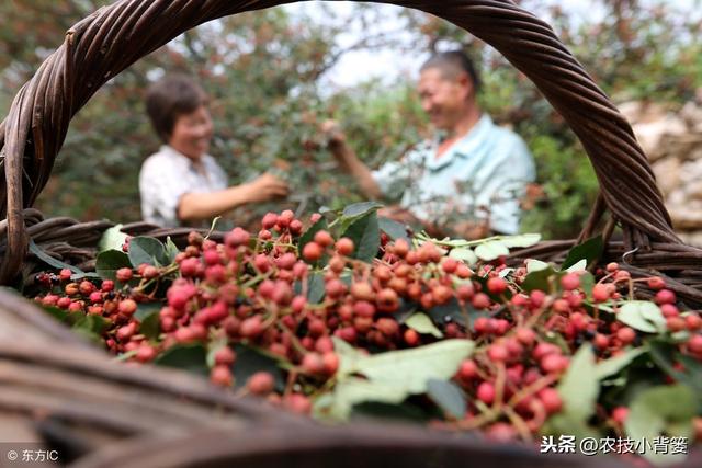 花椒嫁接掌握好这些要点，嫁接后易成活、长势好、产量大！