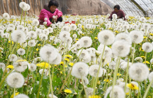 秋季种植蒲公英，做好这几点，产量高、口感好、纤维少