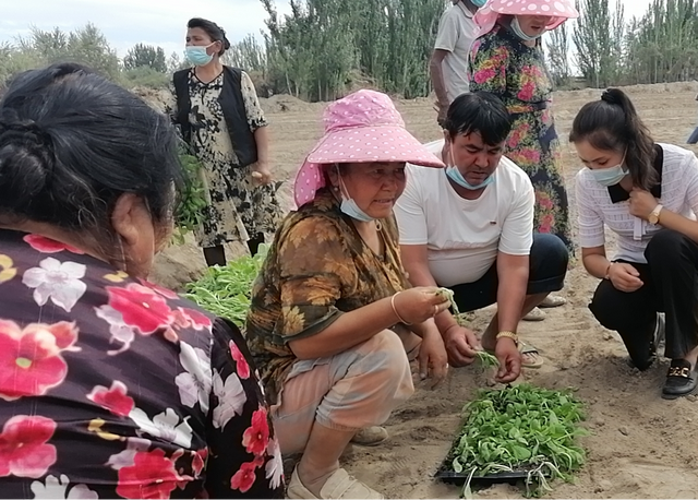 秋种娃娃菜 保障“菜篮子”