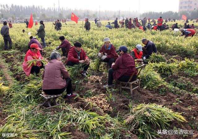 ﻿凤头姜高效栽培技术，你可有了解，看看这里吧