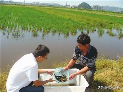 泥鳅池塘高产养殖技术，池塘前期需要什么条件，来看看吧