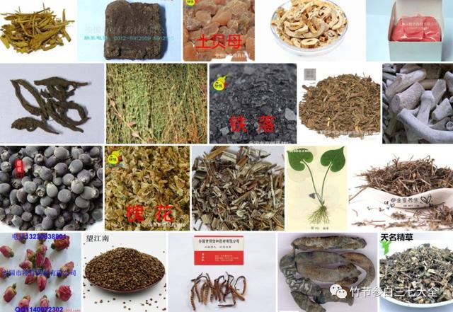 冷背药材名录大全，重楼、金线莲、山慈菇、竹节参、千层塔等