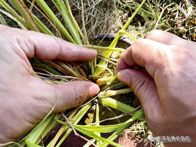 珠三角鱼塘种稻综合种养模式技术难点浅析