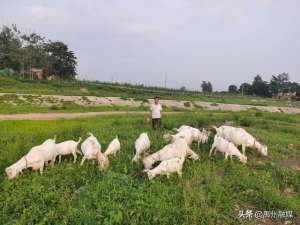 禹州市养殖(贫困户养殖忙 致富路上喜“羊羊”)