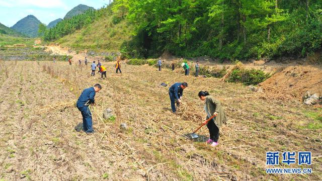 广西河池宜州区：瑶乡牧草变“金草”