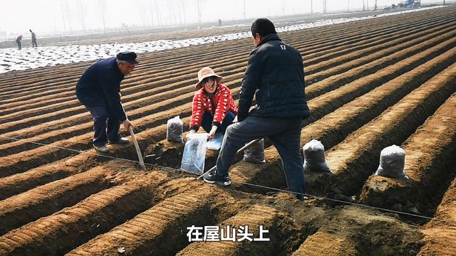 明年想要种植生姜的朋友，这份生姜种植方法大全，拿走不谢