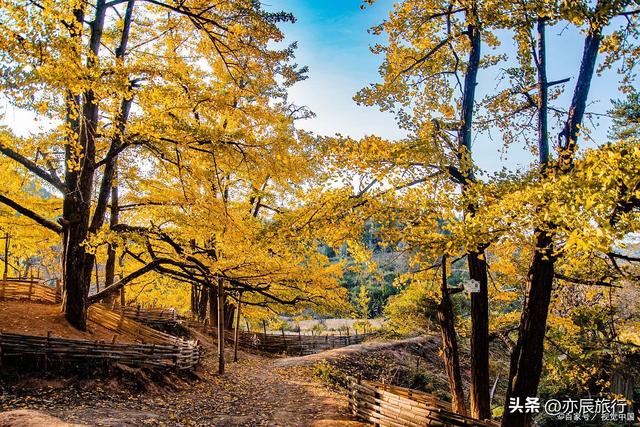 中国最美十大银杏风景观赏地，秋季看银杏叶的地方，你去过几个？