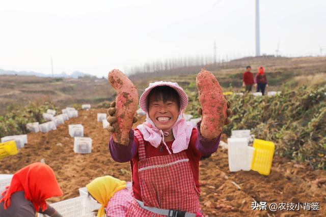 农民种地瓜怎样才能实现高产优收？分享5个种植管理技巧