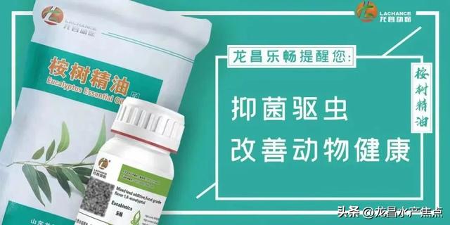 粗心养、难富鳜！饲料鳜放苗季，放苗和驯化需注意哪些细节？