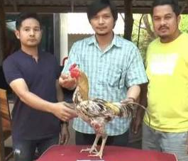 泰国男子为了一只鸡，花百万为其赎身，只因为它有这个强项