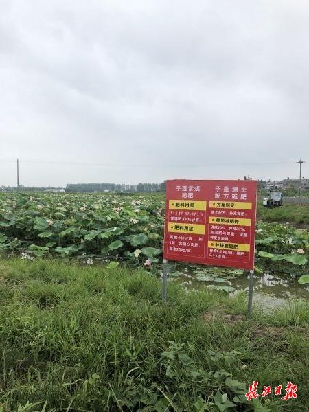 藕带一米长莲蓬一个半斤，来“洪湖观摩会”看世界最好的水生蔬菜