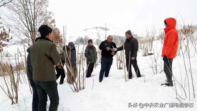 【田间示范秀】让刺嫩芽出好芽