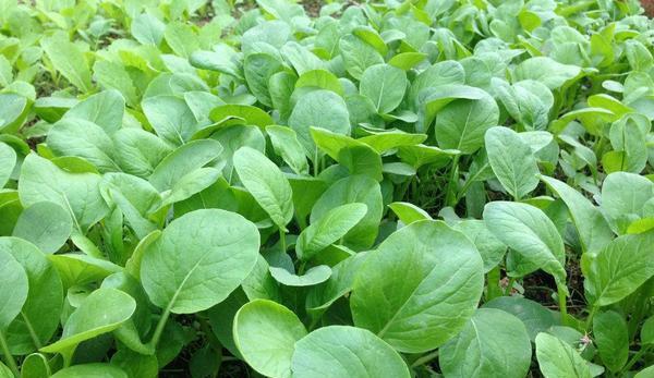 种在阳台：盆栽鸡毛菜的种植步骤及方法