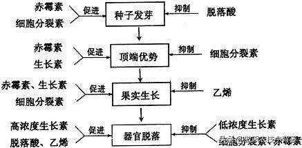 植物生长调节剂＝激素？其功能作用、药害症状及补救方法有哪些？