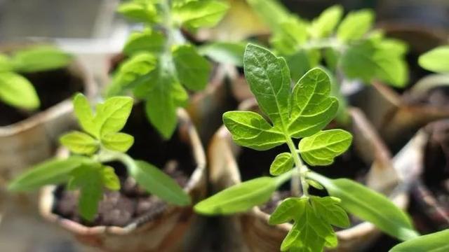 春暖后播种培育观赏植物，这几个技巧掌握后，种子发芽率特高