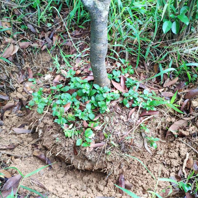 要想种植的荔枝果树苗木成活率更高，一定要搞懂以下三大重点要求