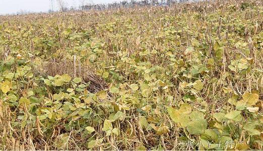 红小豆栽培技术，种植方法既简单又方便，不妨学习一下