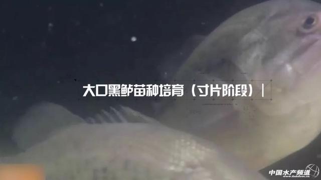 大口黑鲈繁育关键要点分享