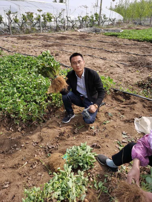 移栽大叶红颜草莓苗的注意事项