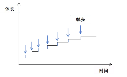 关于小龙虾养殖你应该知道的