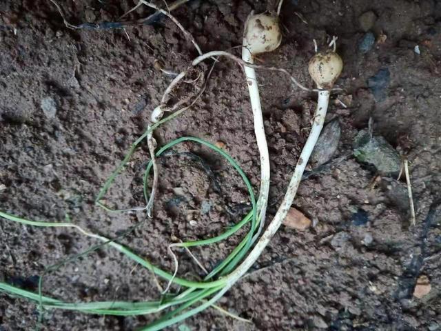 菜农土法培植野蒜，方法简单你也可学会，长出的野蒜可吃一冬春