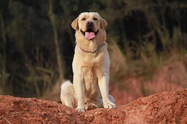 石家庄老代犬舍