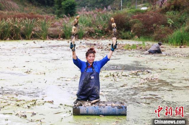 湖北咸丰：农户采收莲藕迎丰收